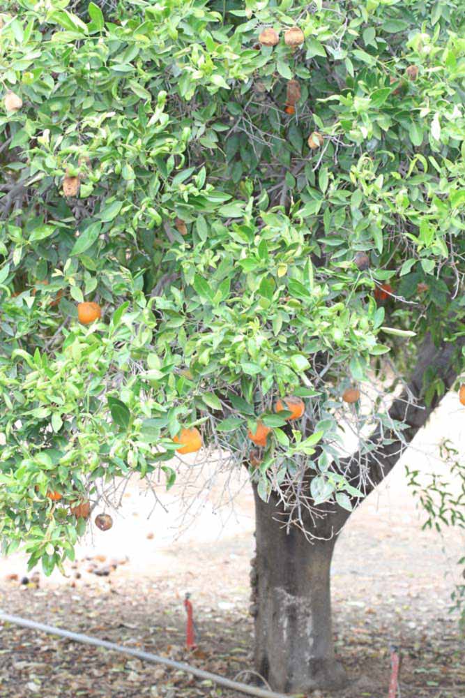              Habit (Riverside, CA)       